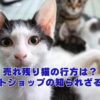 売れ残り猫の行方は？ペットショップの知られざる実態