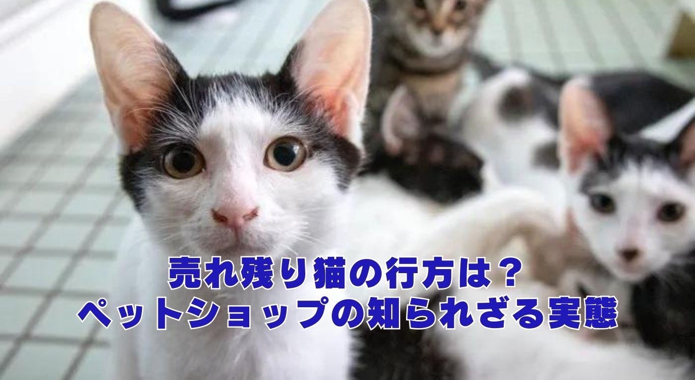 売れ残り猫の行方は？ペットショップの知られざる実態