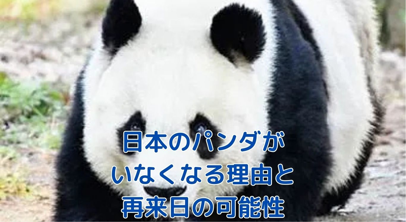 日本からパンダがいなくなる理由とは？契約満了の真相アイキャッチ